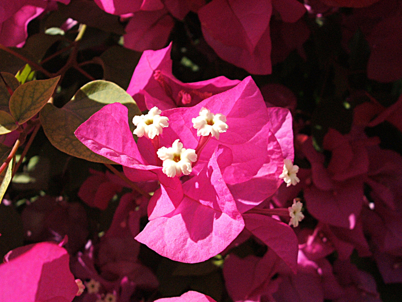 Red Flowers